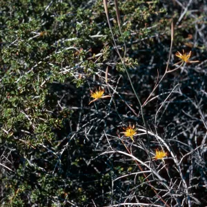 Calochortus obispoensis, Cuesta ridge, San Luis Obispo County