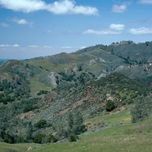 Pinus sabiniana, Coastal Sage, Grassland, Figueroa Mountain Road, Santa Barbara County