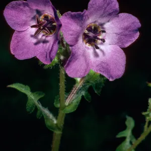 Pholistoma auritum, Hollister Ranch, Santa Barbara County