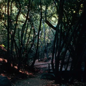 Umbellularia Woodland, trail to falls, Nojaqui Falls County Park, Santa Barbara County
