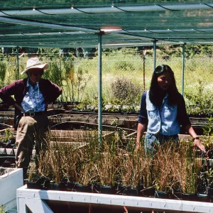 Janet Takara, native plant nursery, Middle Ranch, Santa Catalina Island