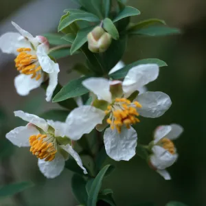 Crossosoma californicum, Toyon Bay, Santa Catalina Island