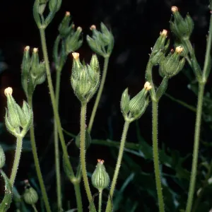 Silene multinervia, burn above Foster Glen, Highway 154