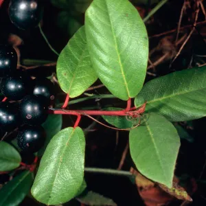 Rhamnus californica (Coffeeberry), Salmon Creek, Monterey County