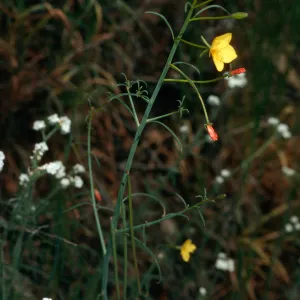 Camissonia californica, East Jesusita Trail, Santa Barbara County