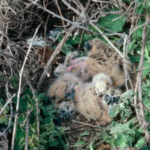 Short-Eared Owl nest, South of Graveyard Canyon, Santa Barbara Island