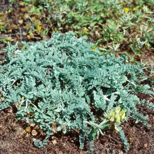 Astragalus traskiae, North-East terrace, Santa Barbara Island