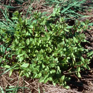 Aphanisma blitoides, Graveyard Canyon, Santa Barbara Island