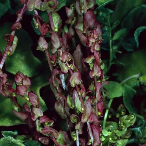 Aphanisma blitoides, Southeast side of island, Santa Barbara Island