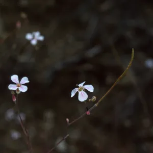 Sidara filifolia, Salta Verde, Santa Catalina Island