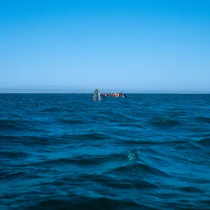 Watching Grey Whales, San Ignacio Lagoon, Baja