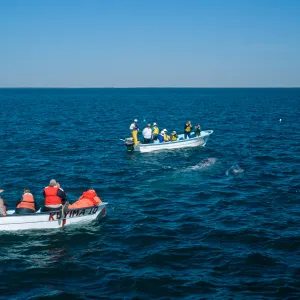 Watching Grey Whales, San Ignacio Lagoon, Baja