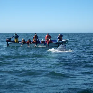 Watching Grey Whales, San Ignacio Lagoon, Baja