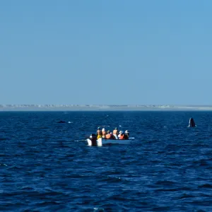 Grey Whales & Pongas, San Ignacio Lagoon, Baja