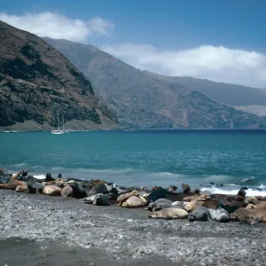 Guadalupe Island
