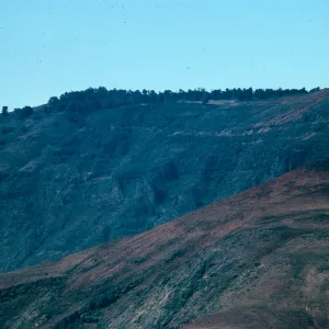 Cupressus, ridgetop, Guadalupe Island