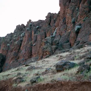 Perityle incana, cliffs of lower Circus, Guadalupe Island