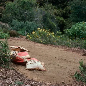 Guadalupe Island planting, Santa Barbara Botanic Garden