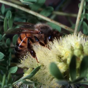 honey bee, Santa Barbara Botanic Garden