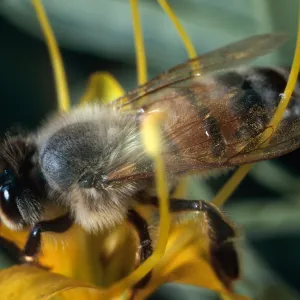 honey bee, Isomeris, Santa Barbara Botanic Garden