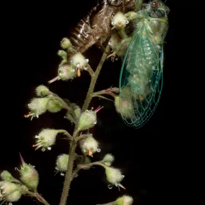 cicada on Heuchera maxima, Santa Barbara Botanic Garden