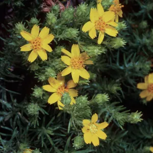 Hemizonia, Island Section, Santa Barbara Botanic Garden