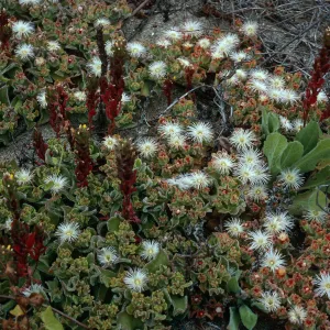 Camissonia guadalupensis clementina w/Mesembryanthemum crystallinum, Southwest end of dunes, San Clemente Island
