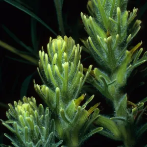 Castilleja grisea, 1st large canyon, South of Mosquito Harbor, San Clemente Island
