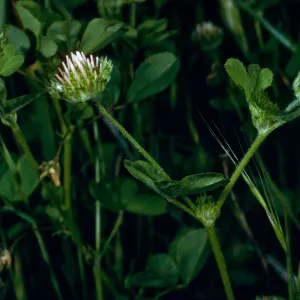 Trifolium microdon pilosum, SN- 797, San Nicolas Island