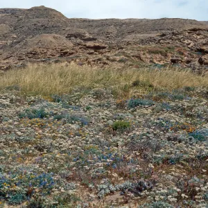 Eriogonum grande timorum, East of Dutch Harbor, San Nicolas Island