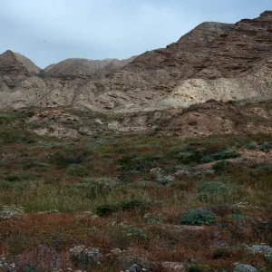 Eriogonum habitat, Southeast end, 0.2 mile West of Barge Landing, San Nicolas Island