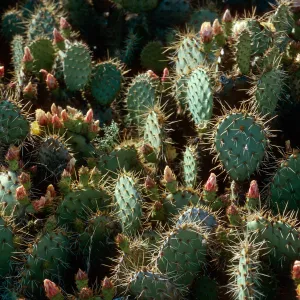 Opuntia oricola, Southeast slopes, San Nicolas Island