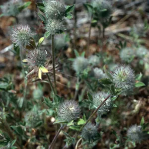 Trifolium macraei, East of Willows Beach, Santa Cruz Island
