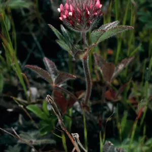 Trifolium albopurpureum, Peak 777, Santa Cruz Island