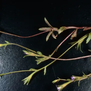 Githopsis diffusa, Santa Cruz Island