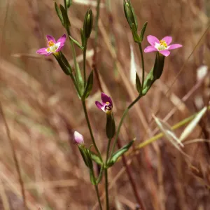 Centaurium davyi, Alameda de Coches Prietos, Santa Cruz Island