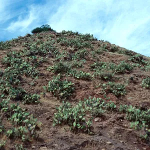 Opuntia-covered (Prickly-pear) slope, Frys Harbor, Santa Cruz Island
