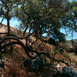Quercus dumosa, Reparo Viejo Canyon, Santa Cruz Island