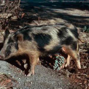 pigs, Scorpion Ranch, Santa Cruz Island