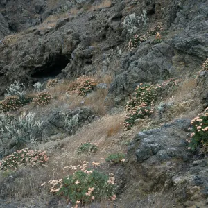 Eriogonum (wild buckwheat) , Hazardia (goldenbush), ridge landing to "John", Santa Cruz Island