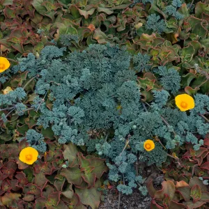 Eschscholzia californica, West side of Carrington Point, Santa Rosa Island