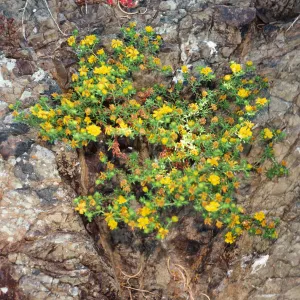 Hemizonia streetsii, San Benito Island