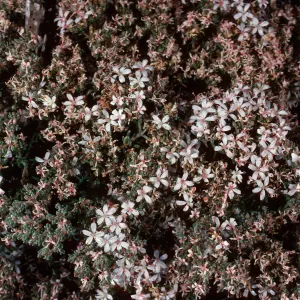 Frankenia palmeri, north side of West San Benito Island