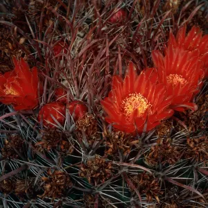 Ferrocactus, West San Benito Island