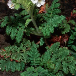 Phacelia ixodes, West San Benito Island