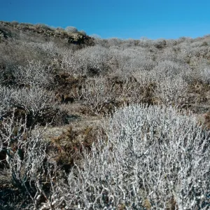 Euphorbia misera, East San Benito Island