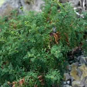 Senecio, Canyon north side of West San Benito Island