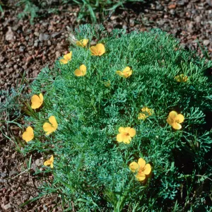 Eschscholzia ramosa, SJ#4510, South Todos Santos Island