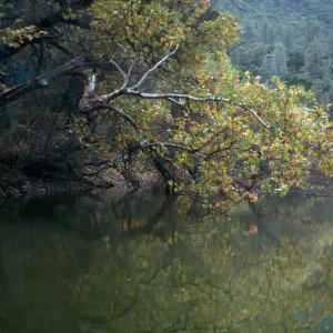 Platanus, Zaka Lake, Santa Barbara County