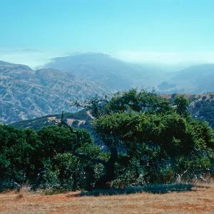 fog and Central Valley from ridge, overlooking Islay Canyon, Santa Cruz Island